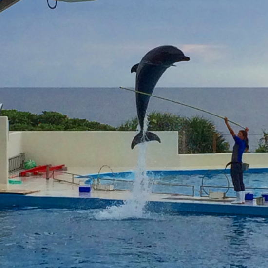 美ら海水族館イルカショー