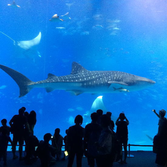 美ら海水族館ジンベイザメ