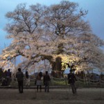 真庭市の醍醐桜（だいごさくら）