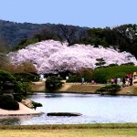 後楽園の桜が満開です